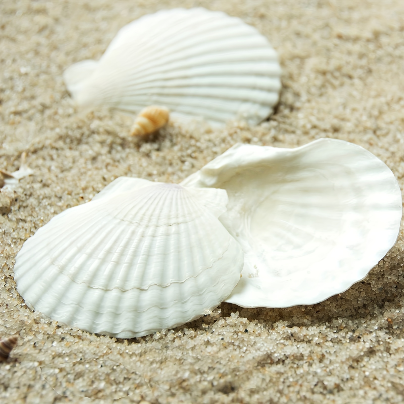 natural seashell white scallop shell used