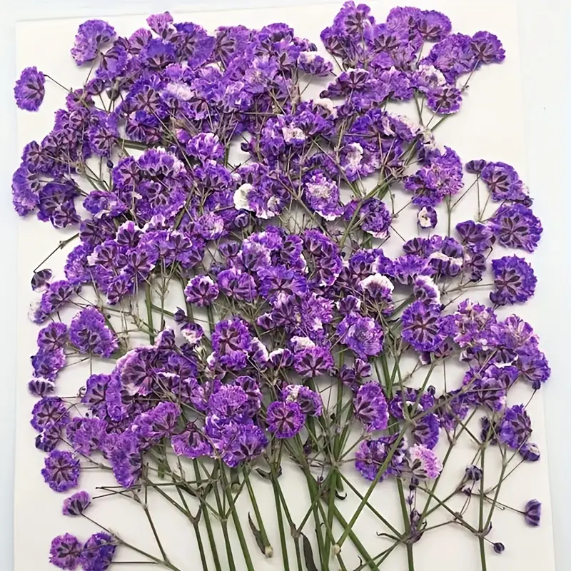 12 Pieces Real Pressed Flowers Dried Babys Breath Blossoms for Scrapbooking Wedding Invitation Card Making Phone Case Decoration DIY Mat, Size: 5-10mm