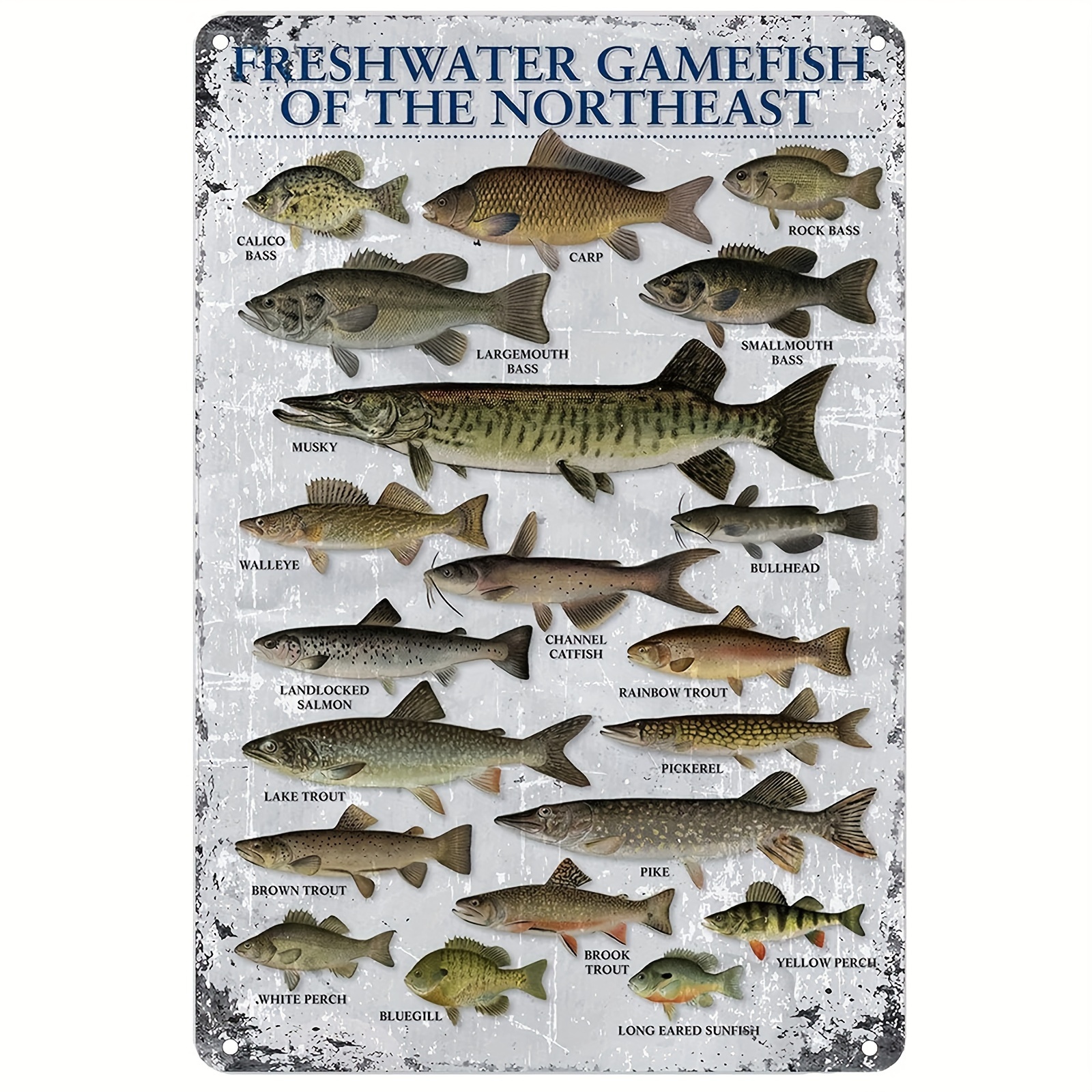 

Tin Signs Freshwater Gamefish Of The Northeast Retro Metal Sign For Home Coffee Wall Decor 8x12inches Tinplate