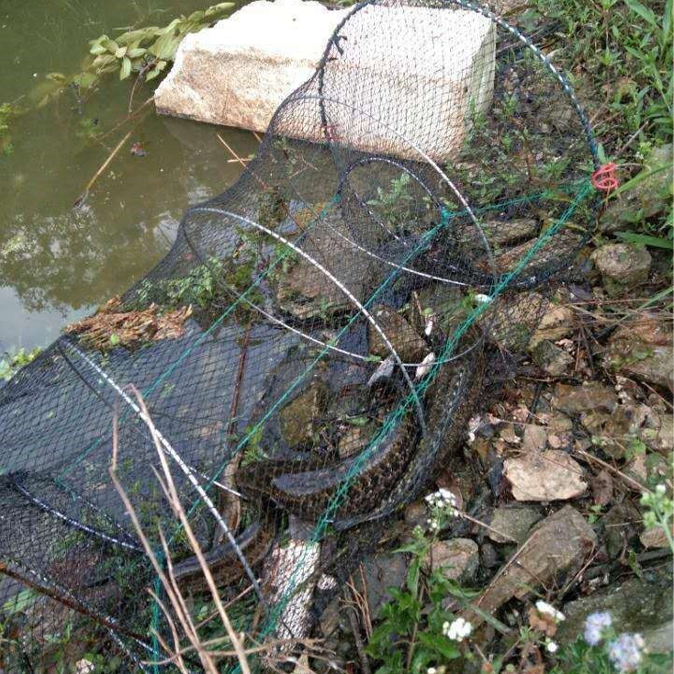 Spring cage net automatic folding shrimp round spring fishing gear large  fish trap crab carp hand throw - AliExpress