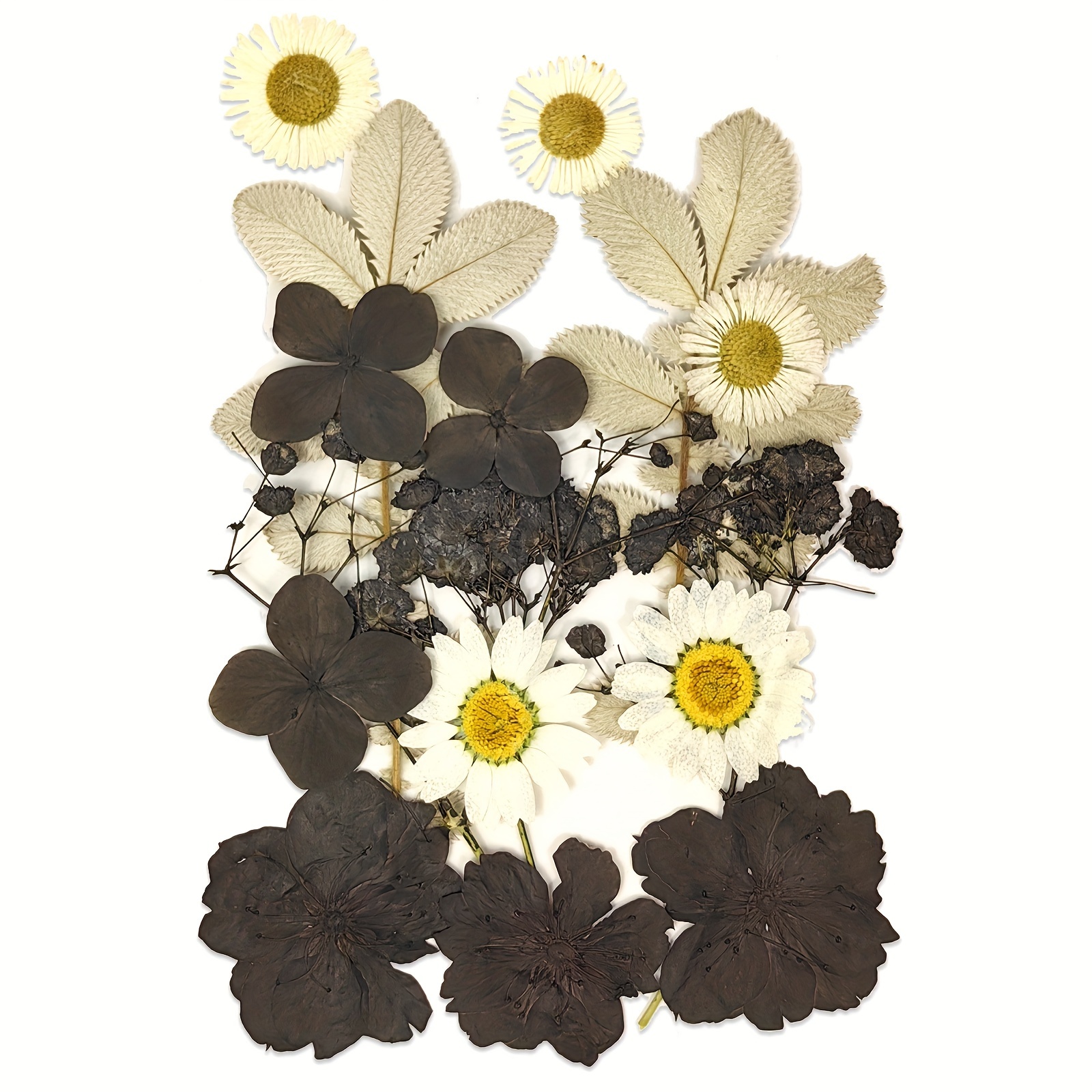 White Dried Flowers Dried Pressed Flowers Leaves Natural Pressed Flowers  White Pressed Flowers For Resin Jewelry Scrapbooking Art Floral Decorations, Shop The Latest Trends