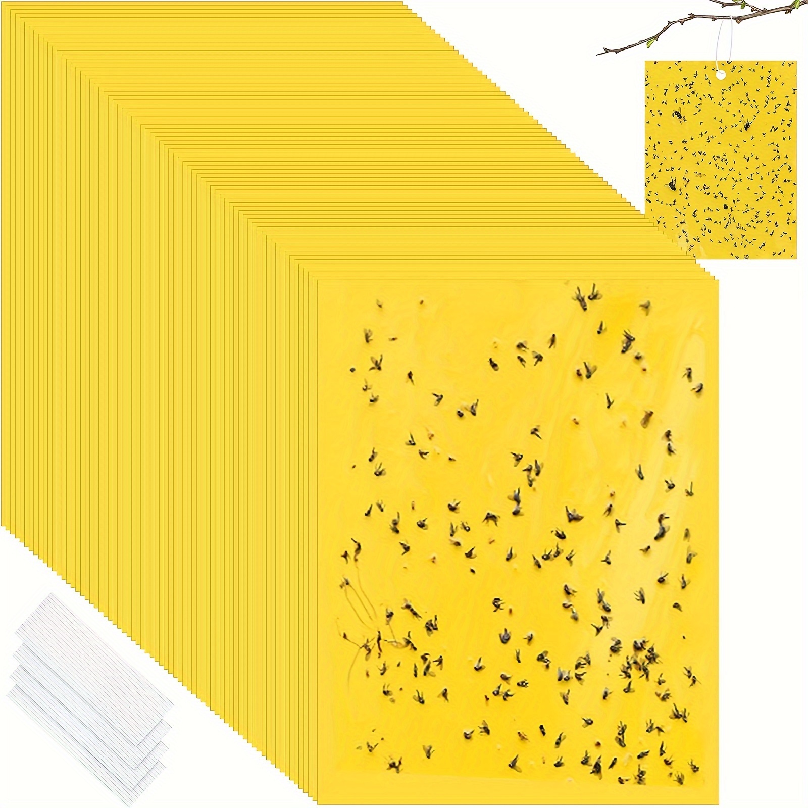50 planches jaunes pour lutter contre les moucherons fongiques
