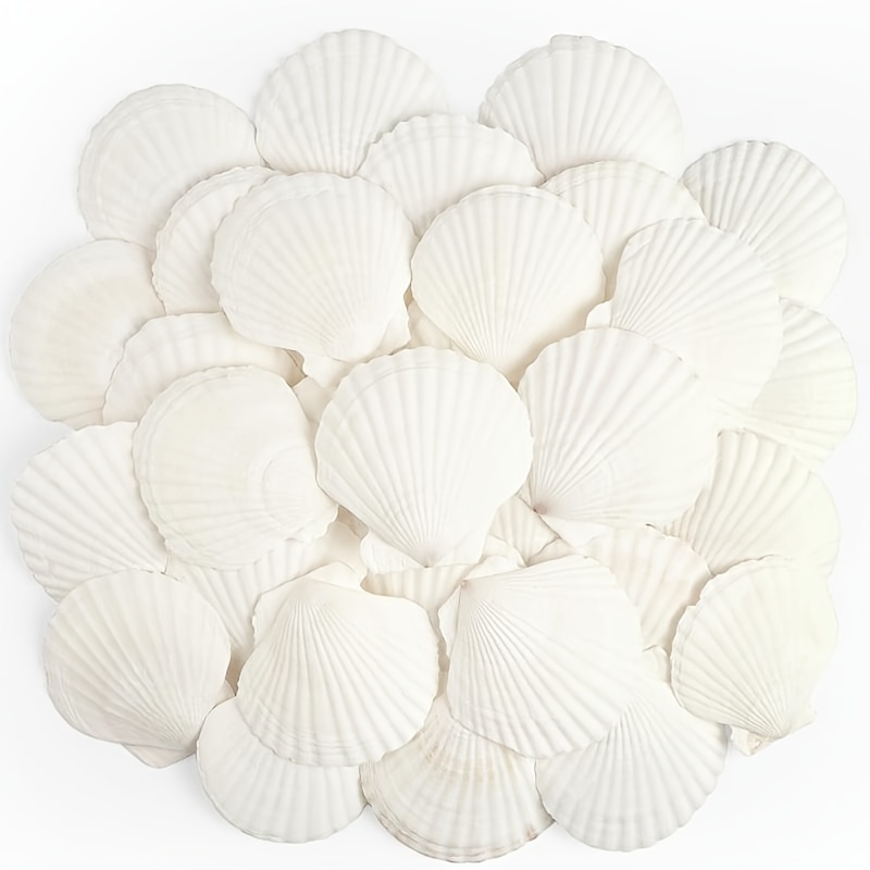 10pcs Exquisite Scallop Shells For Handmade Crafts Diy Painting Beach  Wedding Decoration Ocean Theme Party And Home Decoration, Don't Miss These  Great Deals