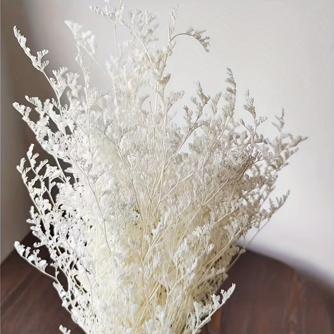 Flores secas blancas imagen de archivo. Imagen de frescura - 191012665