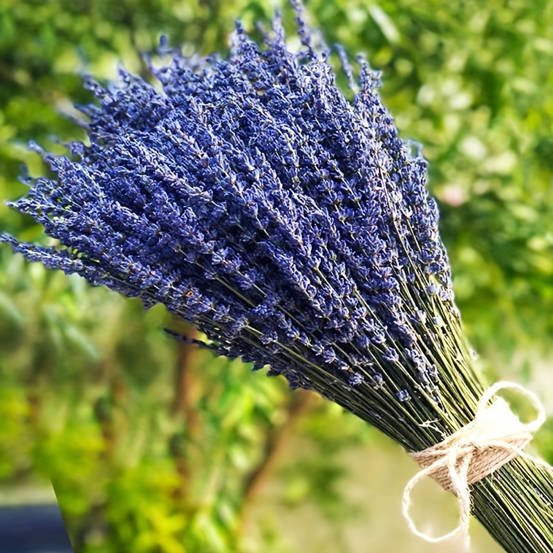 Heldig Dried Lavender Bundles 100% Natural Dried Lavender Flowers for Home  Decoration, Photo Props, Home Fragrance, 2 Bundles Pack 