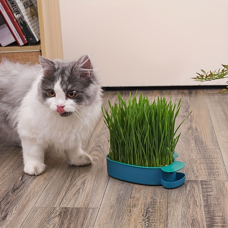 HERBE À CHAT CAT-GRASS