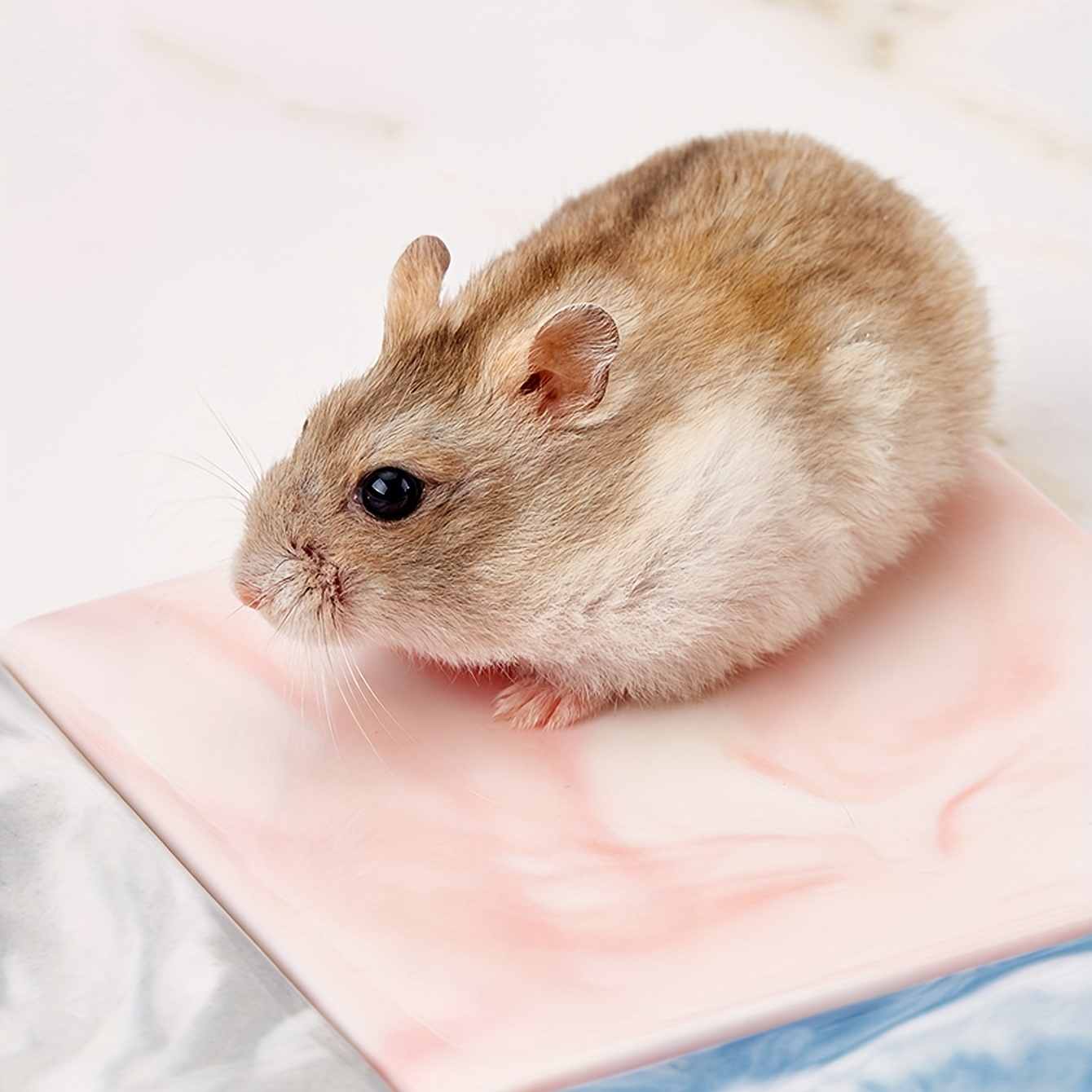 Hamster 2024 cooling pad