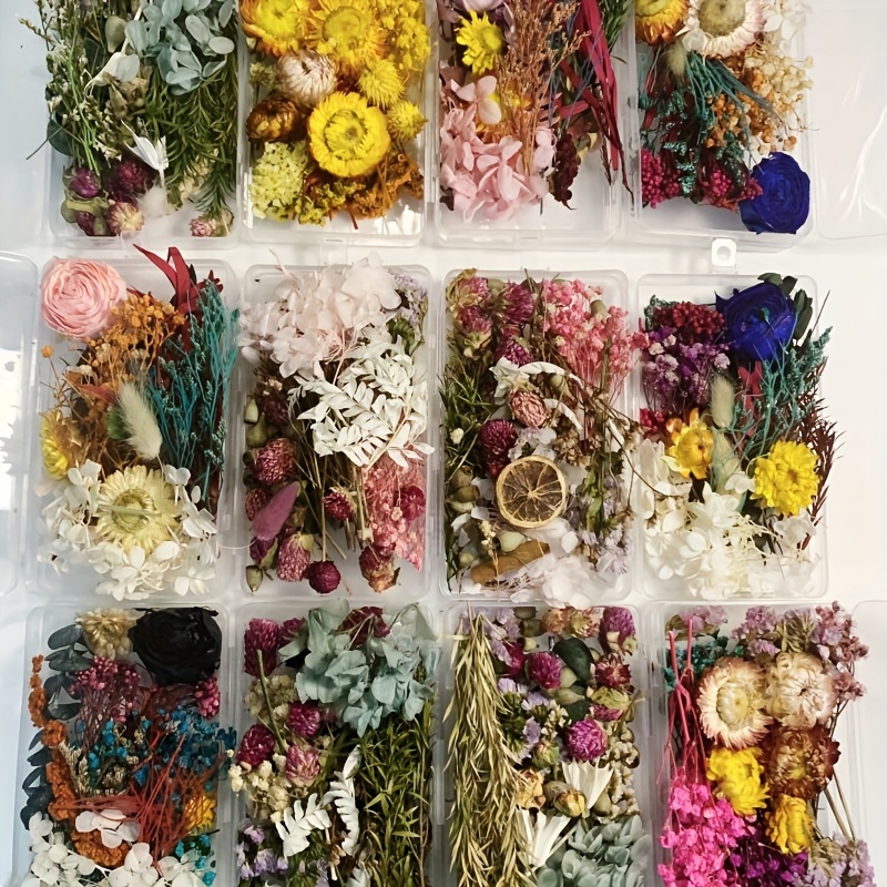 Cinvo Kit de prensa de flores, juego de prensa de hojas para plantas, 6 x 8  pulgadas, 6 capas de flores secas naturales, prensa natural para