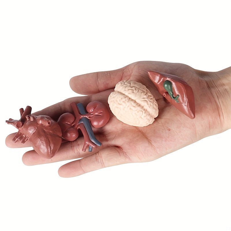 8 Pcs Human Organ Model Mini Body Parts Anatomical Figure Realistic Brain  Heart Lung Liver Stomach Large Intestine Small Intestine Kidney Models