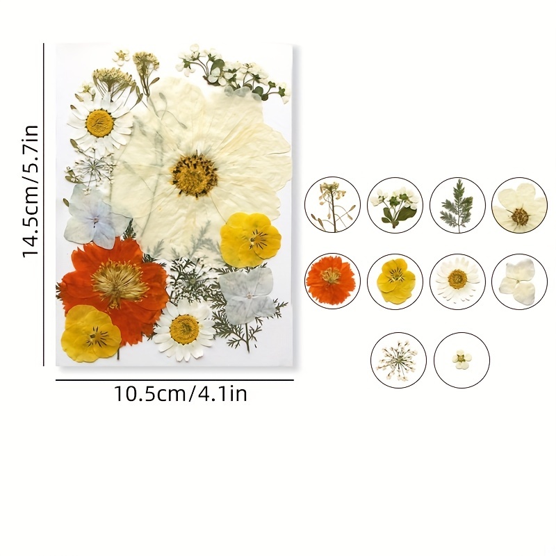 Pressed Flowers Resin Flowers for Resin Mold, Real Daisy Dried