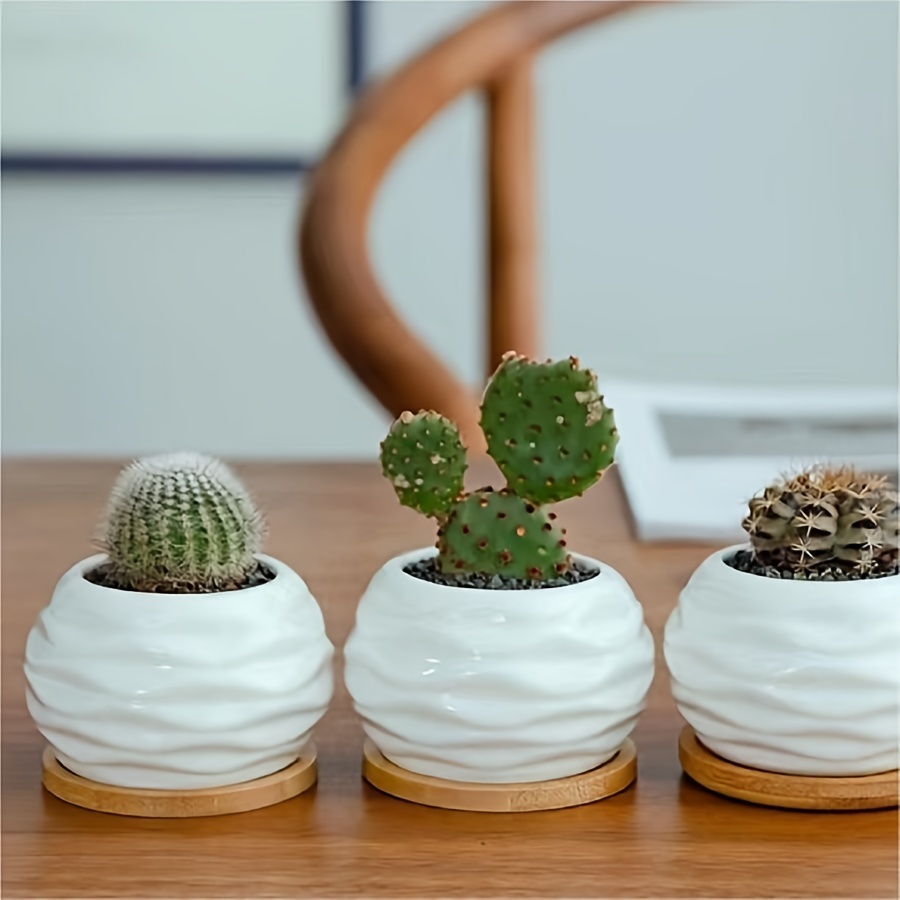 多肉植物 mqdefault.jpg