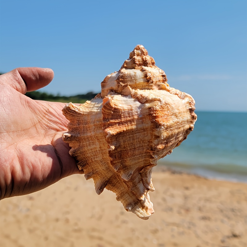 Natural Large Conch Shell Aquarium Landscaping Household Cabinet Decoration