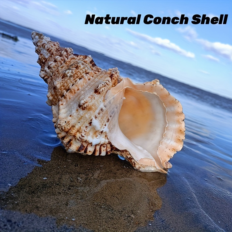 10 PCS 4-5 inch Large Scallop Shells Baking Sea Shells Large Natural White Scallop  Shell From Sea Beach For DIY Craft Decor XL-LARGE-1