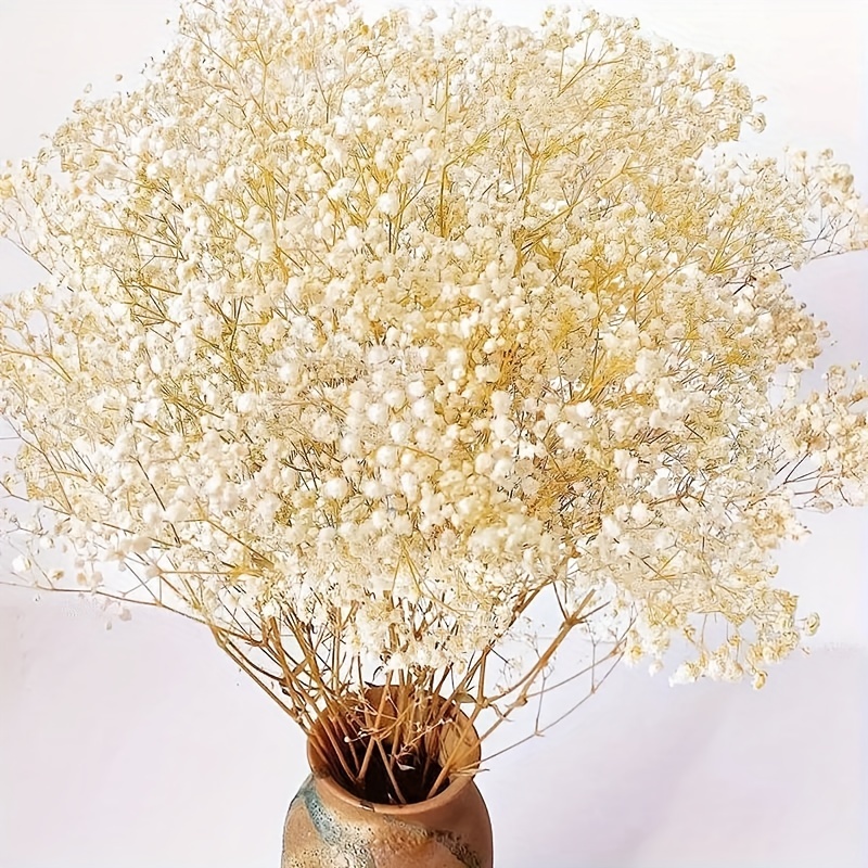 50 Pcs Mini Dried Baby's Breath Flowers Gypsophila Bouquets Natural  Branches Dog Tail Bunny Rabbit Tail Dried Bulk Flowers Plants for Vase Home