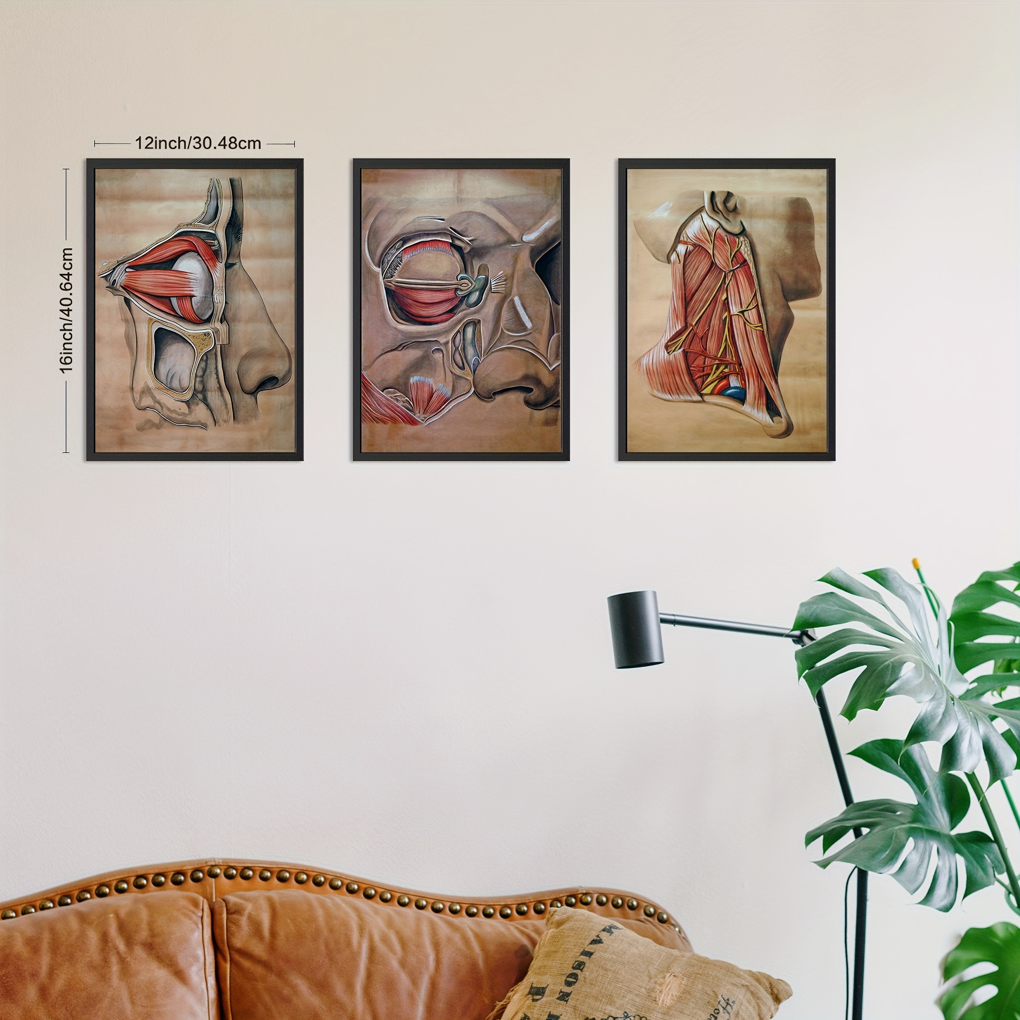 Set Di 3 Dipinti Su Tela Classici Con Insigne Anatomica Del - Temu  Switzerland