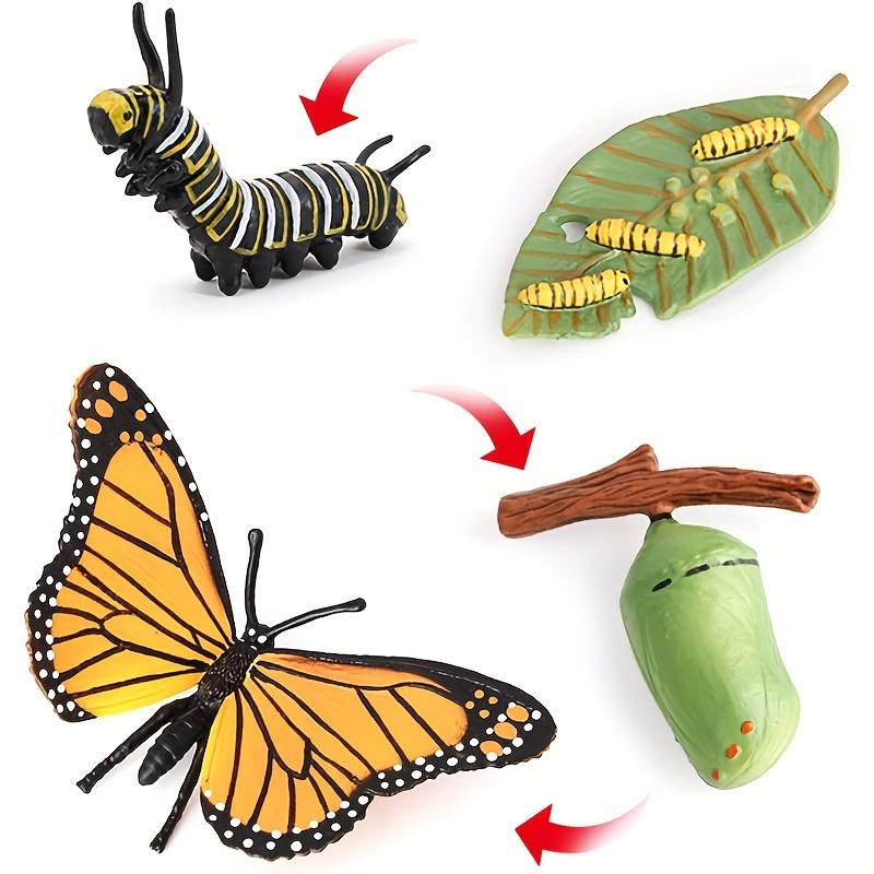 Butterfly Life Cycle Kit Lifestyle Stages Of Monarch - Temu