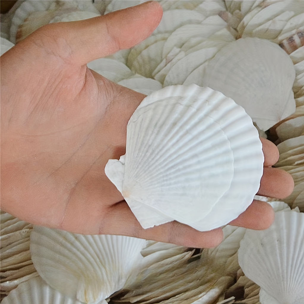 10PCS White Scallops Shell 4-5inch Seashells Large Natural from Sea Beach  Seashells for Crafting for DIY Fish Tank Vase Filler… : : Home  & Kitchen