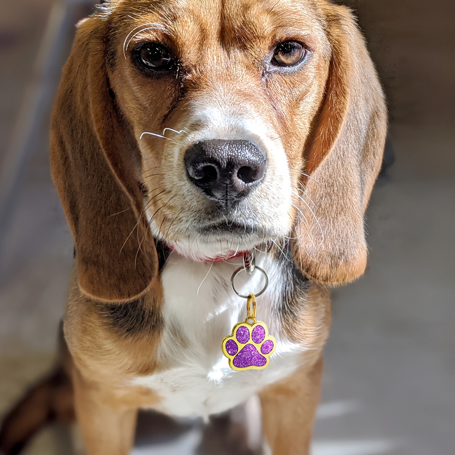 Targhetta Cani Dorata Personalizzata Targhetta Nome Cane - Temu Italy