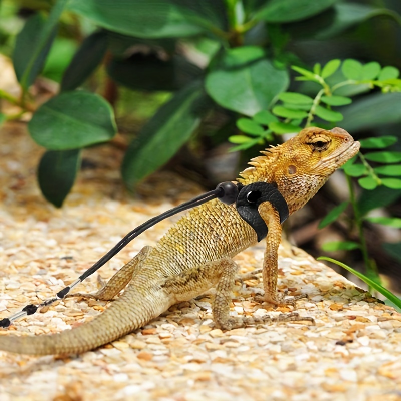  3 Packs Bearded Dragon Harness and Leash Adjustable(S,M,L) -  Soft Leather Reptile Lizard Leash for Amphibians and Other Small Pet  Animals : Pet Supplies