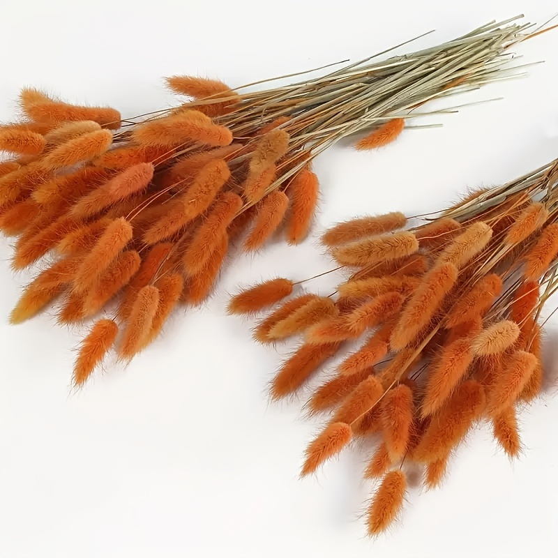  XHXSTORE 120pcs Bunny Tails Dried Flowers Red Natural Lagurus  Ovatus Dried Flowers Mini Pampas Grass Bulk for Home Valentine's Day  Wedding Table Party DIY Craft Farmhouse Decor (17) : Health 