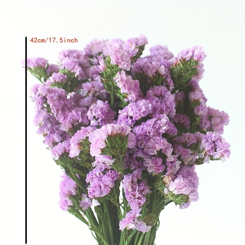 Haizang Design|Purple Star Shimmer. Romantic purple dry flower without  flower bouquet