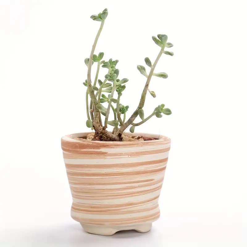 Coolty 4pcs Mini Vasi per Piante Grasse in Ceramica 8.5 CM Vasi per  Fioriera, Marmorizzare Vasi di Cactus per la Casa e L'Ufficio Perfetto Idea  Regalo : : Giardino e giardinaggio