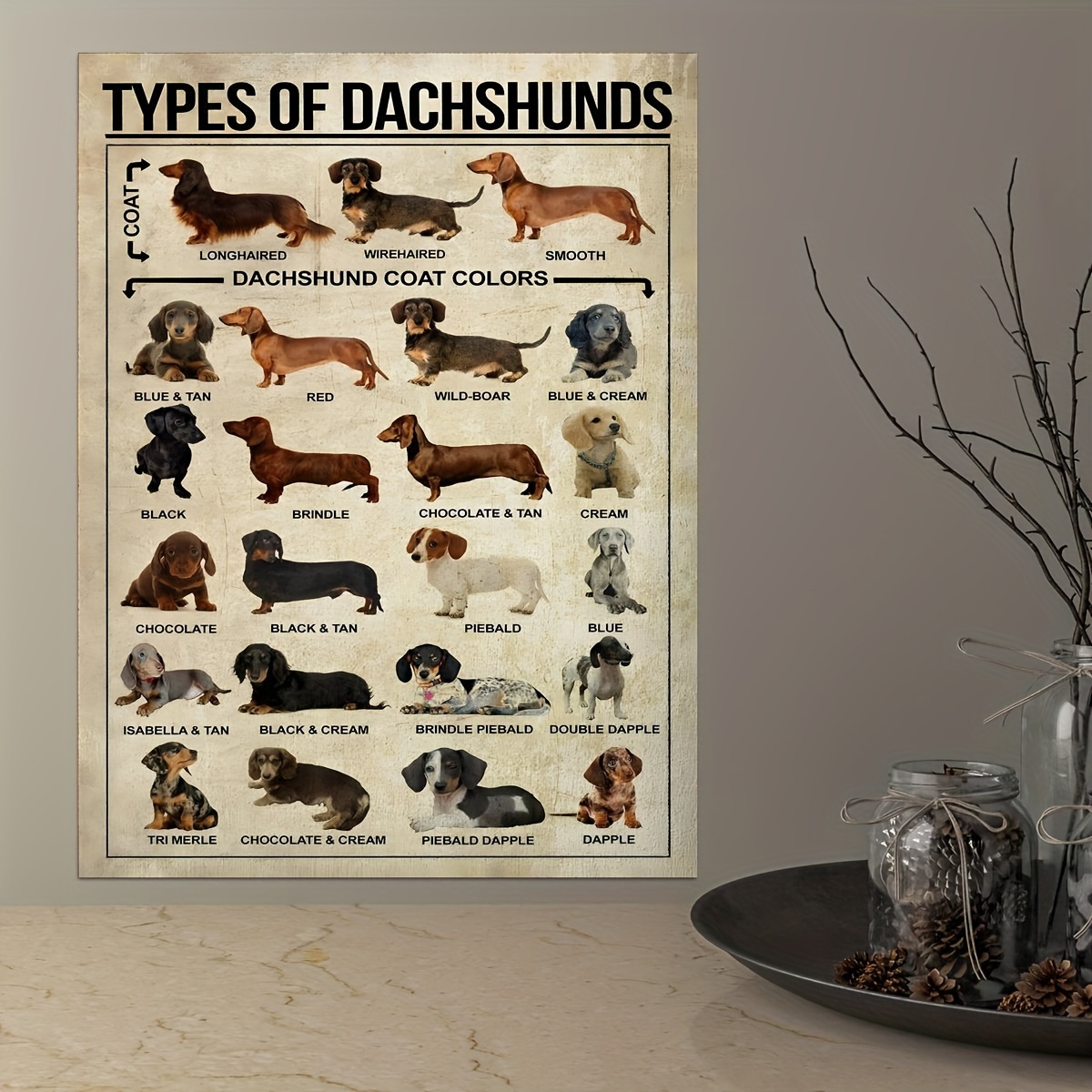 Dachshunds - Types, Knowledge, And Lover Poster - Canvas Wall Art ...