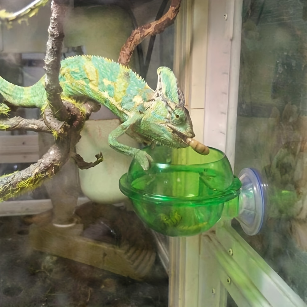 Feeder cup for clearance chameleon