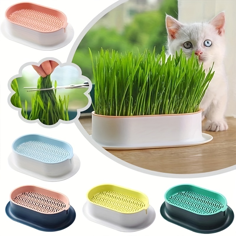 Bac à plantes pour chat + graines d'herbe à chat, boîte d'herbe à chat en  plastique, boîte de plantation de plantes de chat sans sol Plante de  pépinière Plante de chat