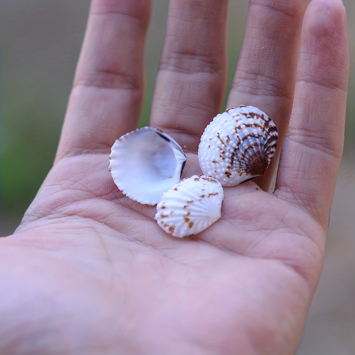 Aquarium Decor Tiny Sea Shells Natural Colorful Spiral Ocean - Temu