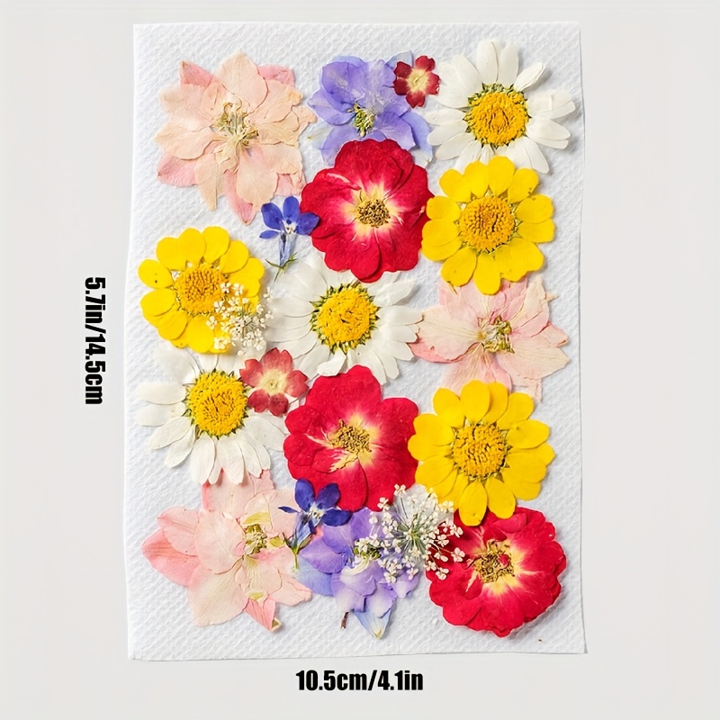 Kaluofan – 45 flores secas prensadas reales, flores secas para resina, flores  secas para manualidades, para marcapáginas de resina, álbumes de – Yaxa  Colombia