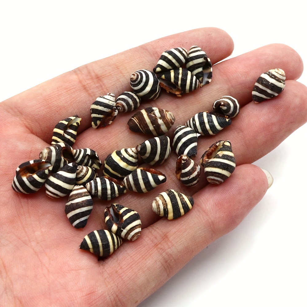 Zebra Shell Beads