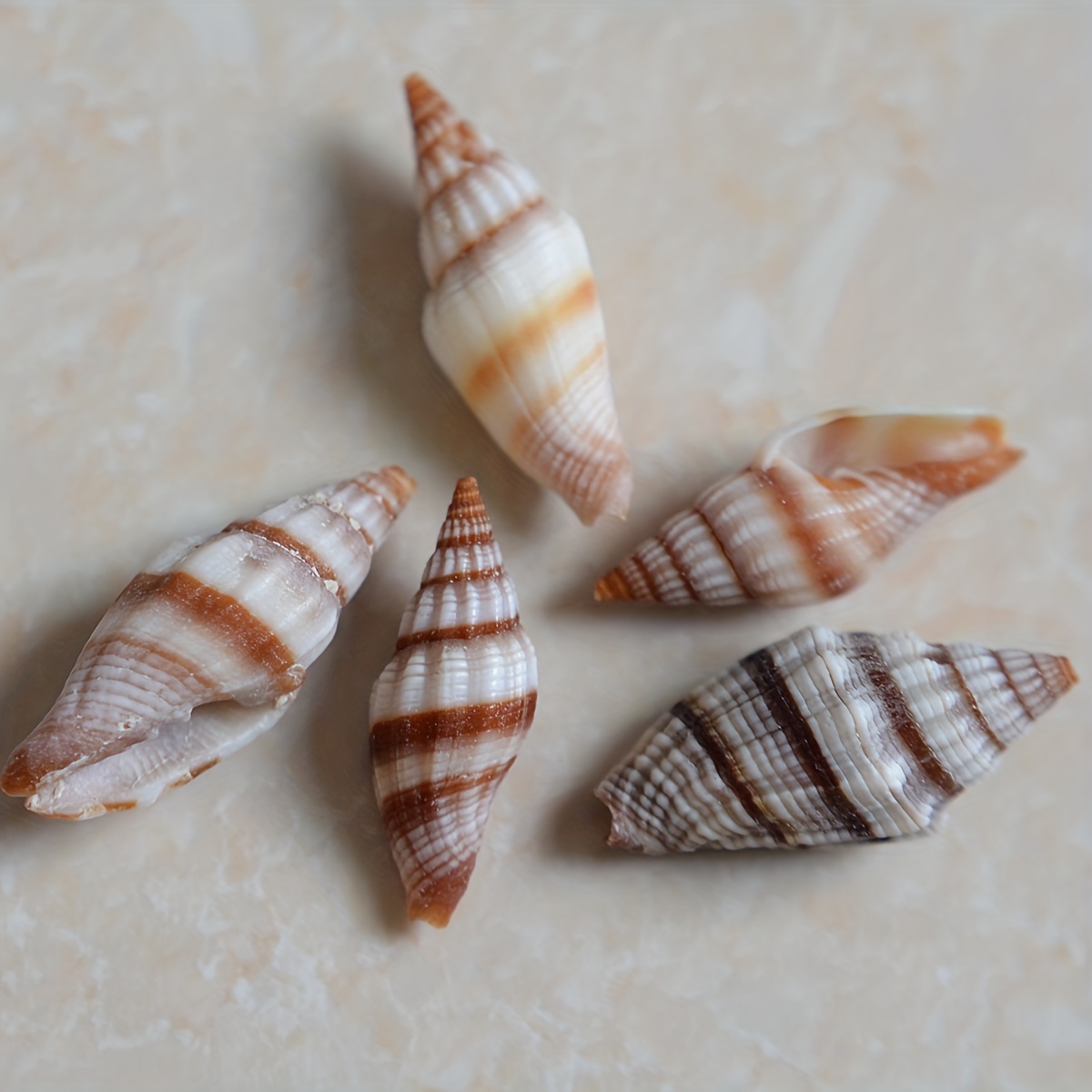 Multi-style Seashells Natural Shells For Crafts Wedding Ornament