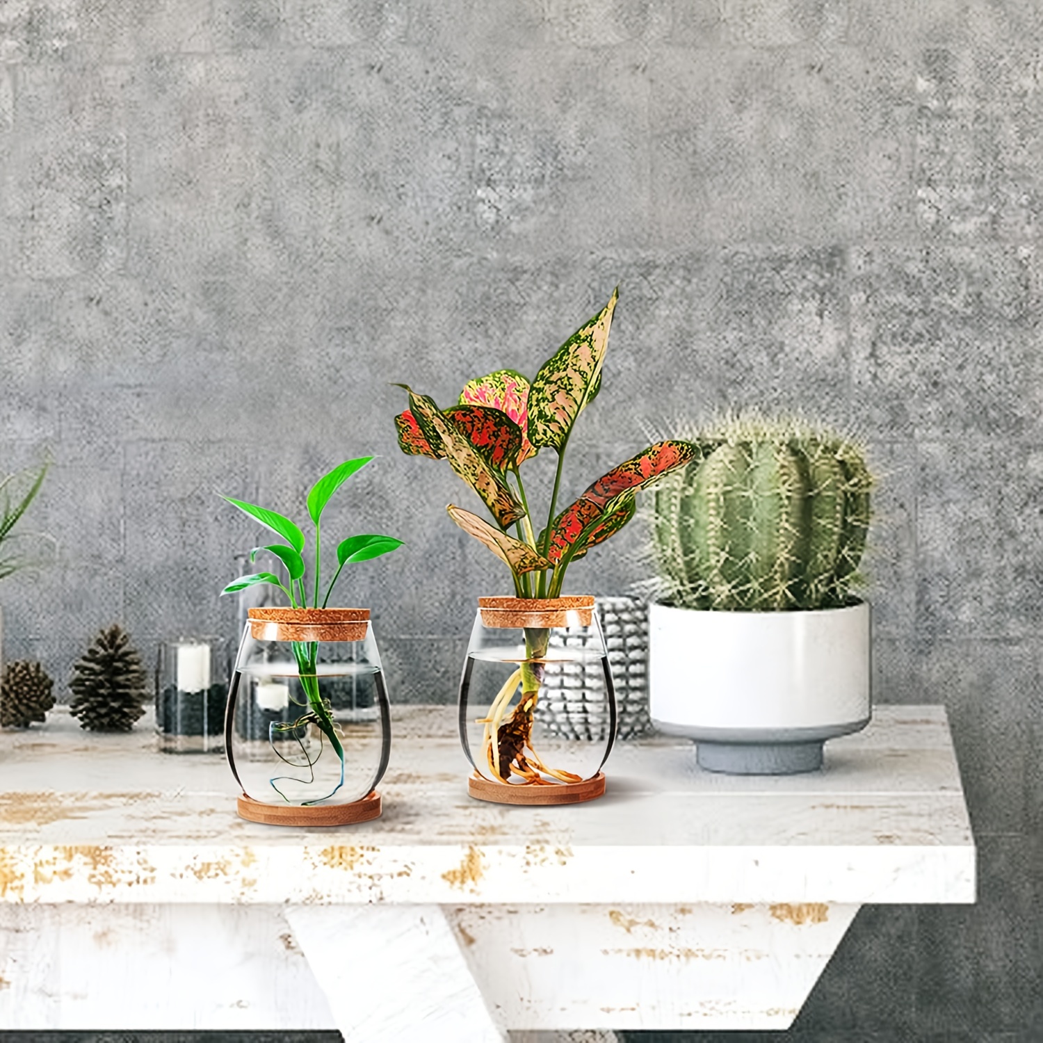 10 Stylish Propagation Vases for Growing New Plants