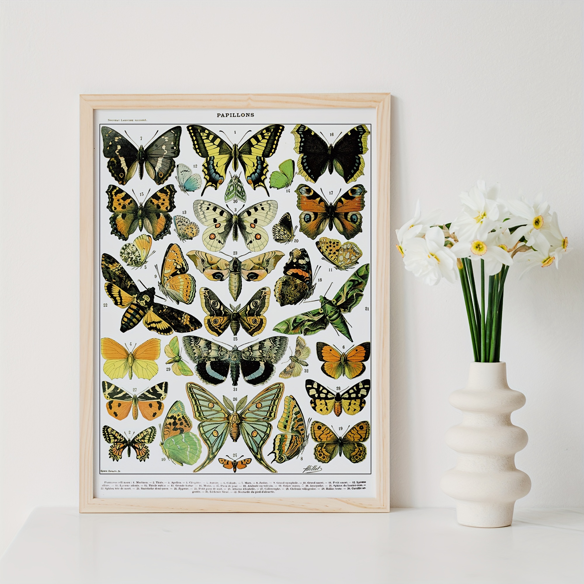 Beautiful Butterfly Species Canvas Prints For Home Decor - Temu