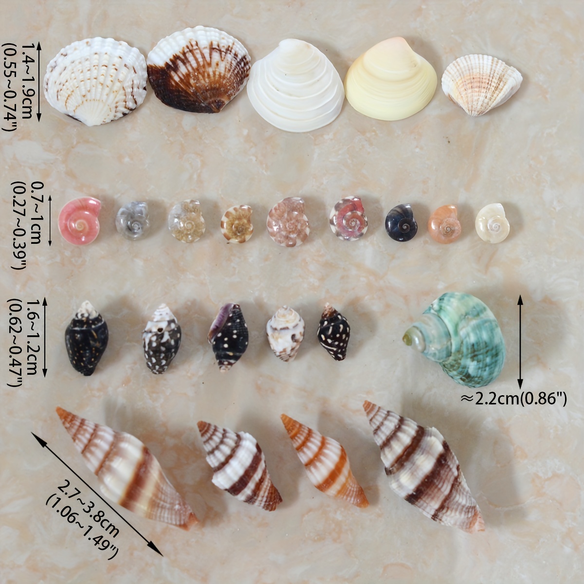 Ocean Shells. Beach Shells. Marine Aquarium Decor, Jewelry Shells, Interior  Decor, Shells for Handicrafts. 