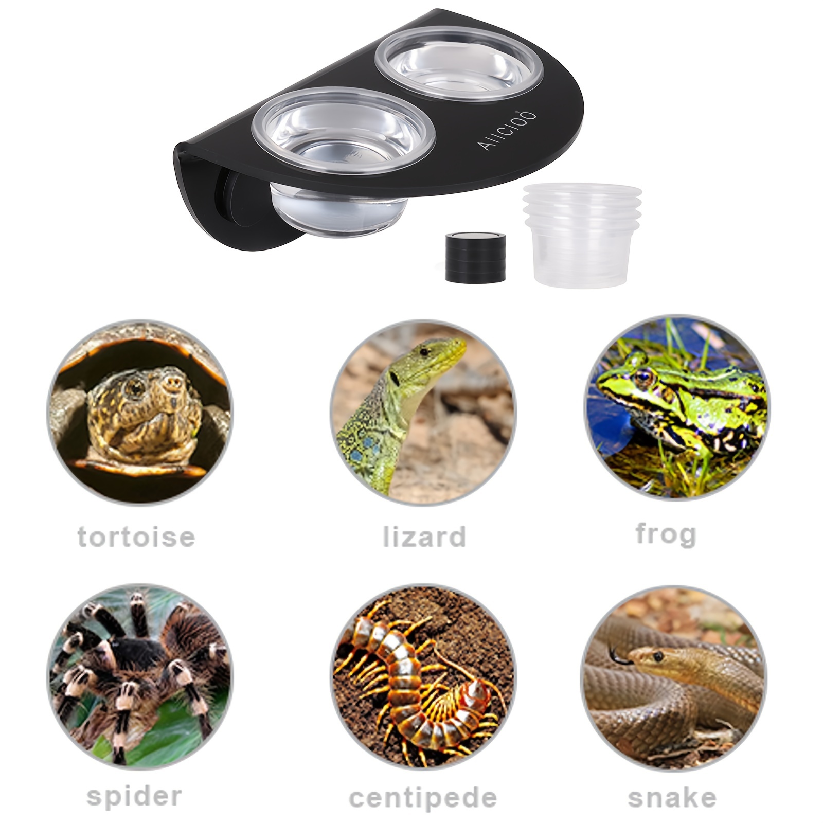 Gecko food outlet dish