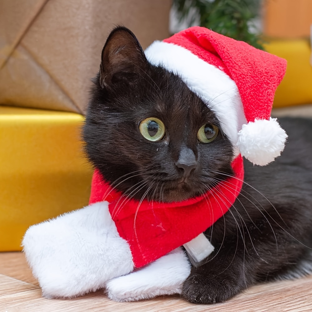 Kitten hotsell christmas hat