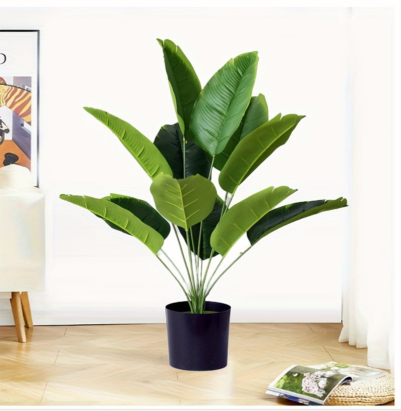 indoor banana tree leaf