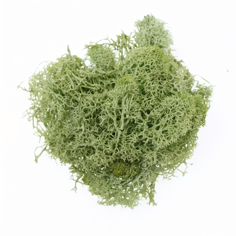 1 Set, Artificial Moss, Reindeer Moss, Lichen, 50g/1.76oz, Forest Green  Moss, Suitable For Fairy Gardens, Terrariums And Any Crafts Or Flowers