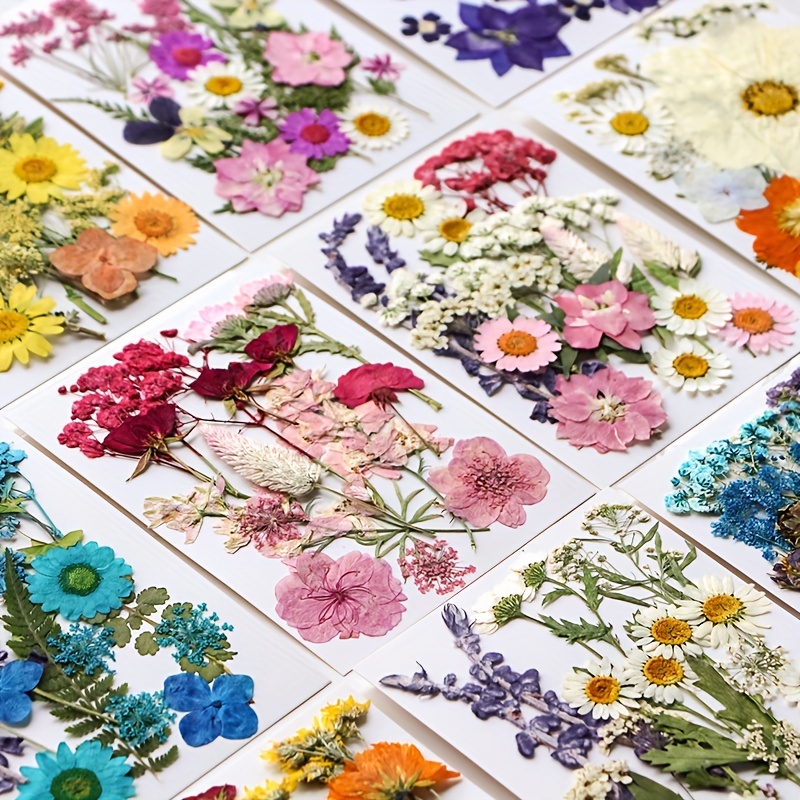 Pressed Flowers Art, Dried Pressed Flowers for Crafts, Small