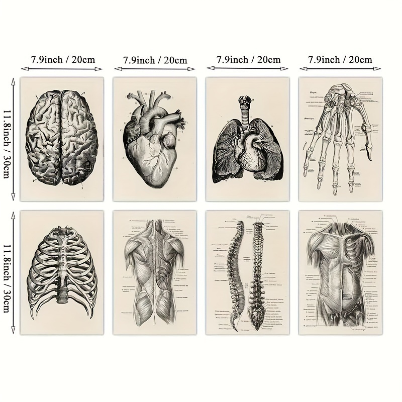 1 pezzo Poster introduzione per anatomia di umano tela , HD senza cornice