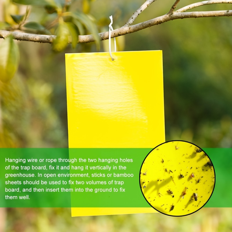 Sticky Fly Trap Hanging In A Greenhouse Stock Photo - Download