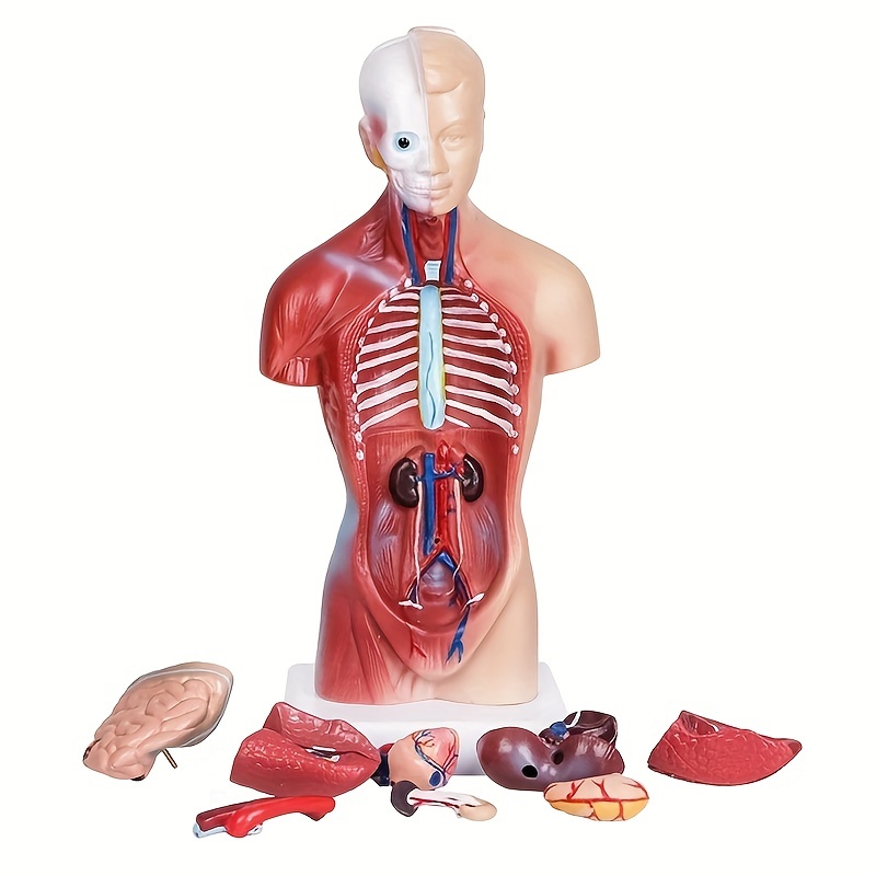 ZAPION Modelli di Busto e Scheletro Anatomico, Mini Modello di
