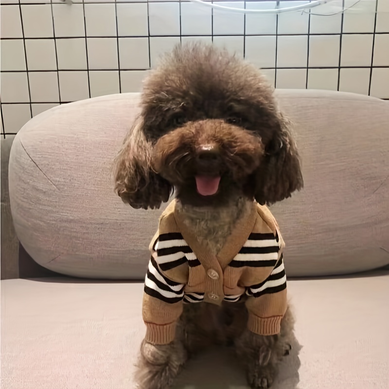 dog with gucci clothes｜TikTok Search