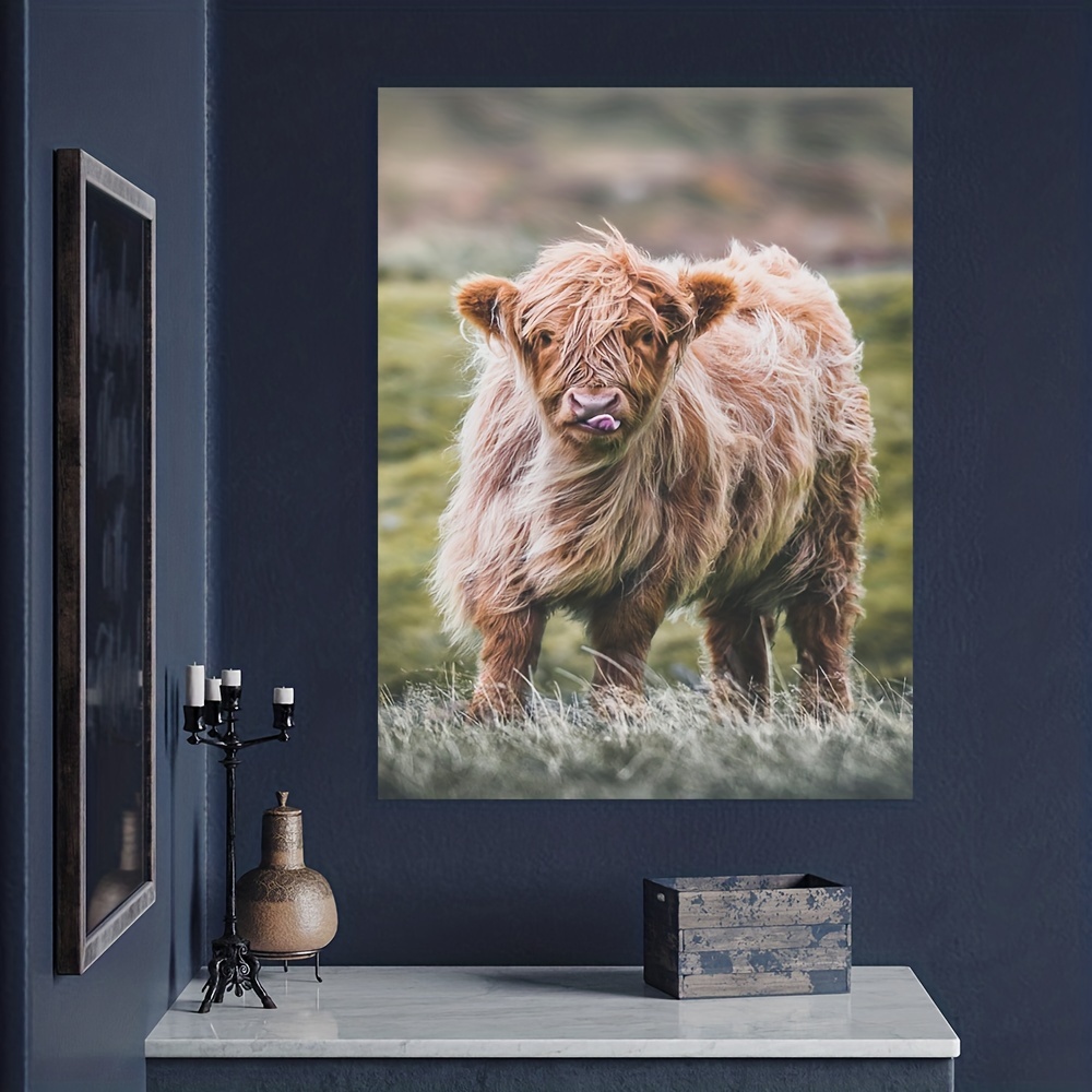 Adorable Scottish Highland Cow / Calf - Stock Photo Print