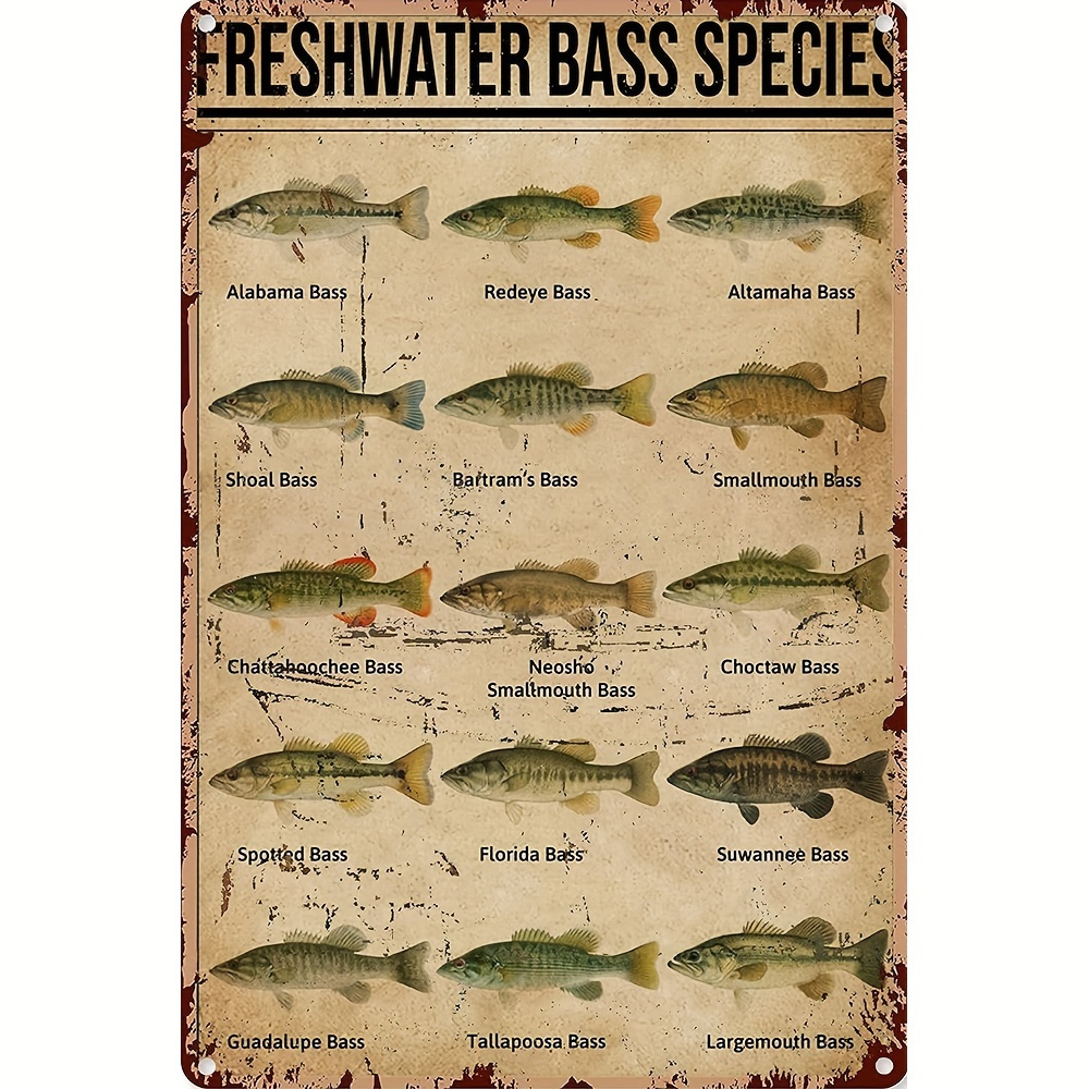 Retro Tin Sign Fishing S Vintage Freshwater Bass Species - Temu