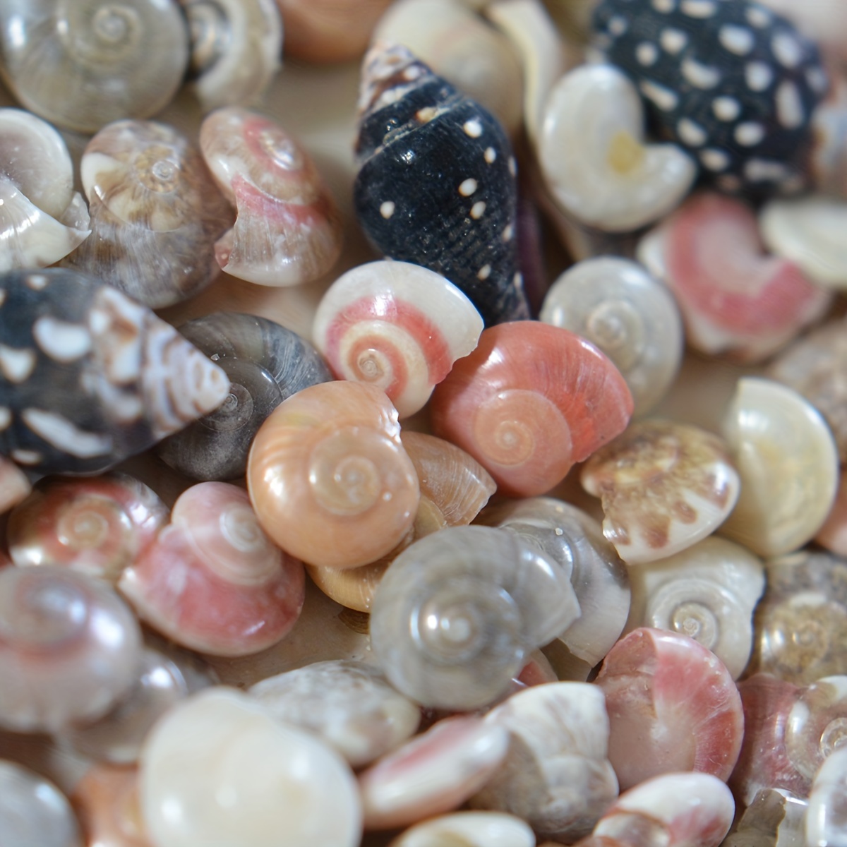 About 320~ Spiral Shells 4 Styles Natural Ocean Beach Shells - Temu