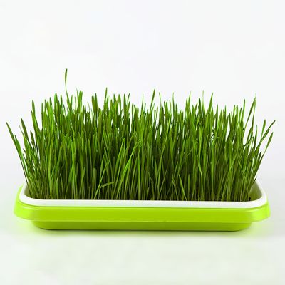 1pc seed sprouter tray bpa free pp soil free big capacity healthy wheatgrass grower sprouting container kit for garden home office