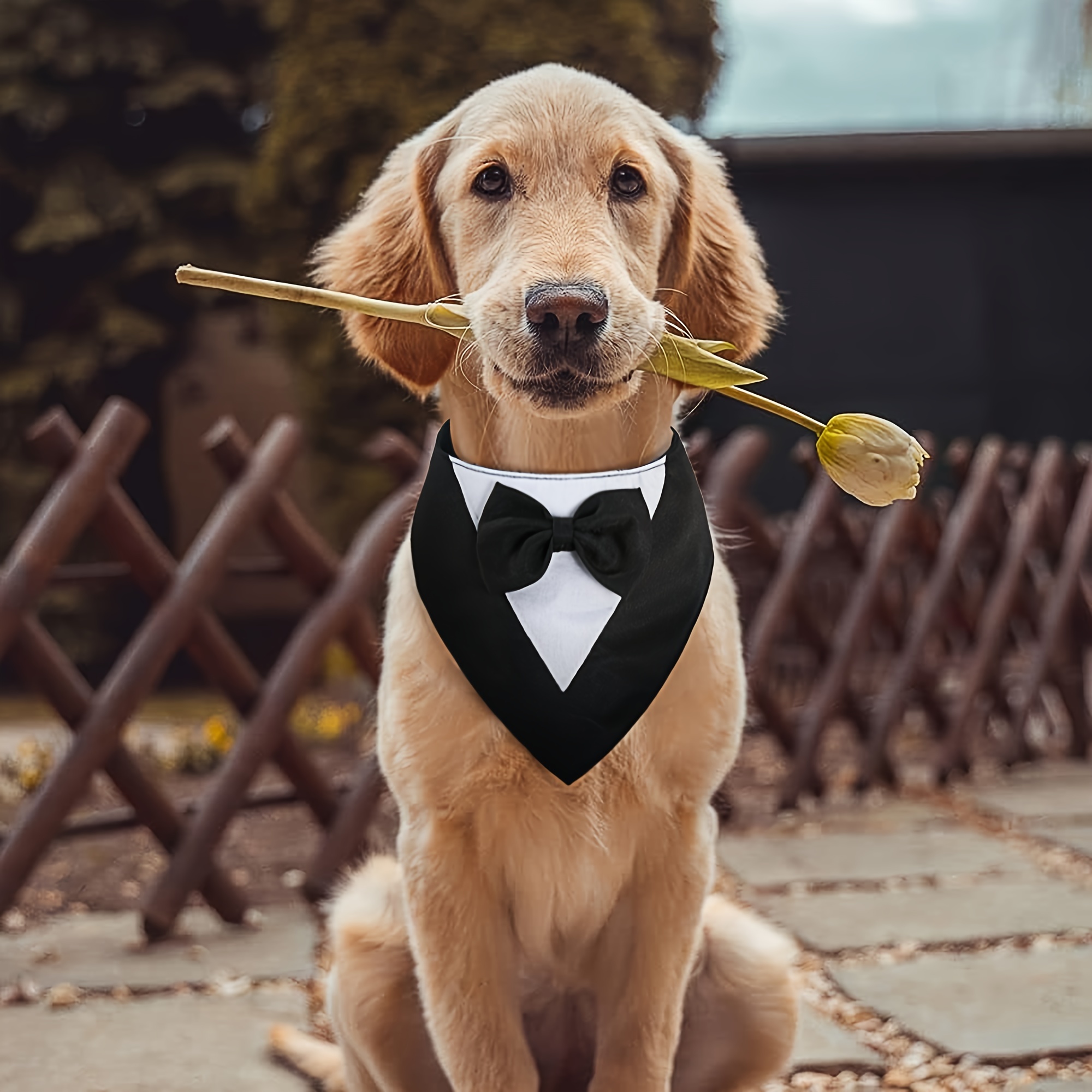 

Elegant Dog Tuxedo Bandana With Collar - Formal Pet Wedding Scarf, Adjustable Suit, Ideal For Small To Medium Breeds, Polyester Dog Birthday Attire, Valentine's Day Costume For Pets